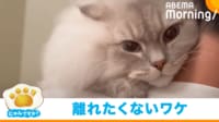 【映像】シャンプー前の猫の“必死の抵抗”