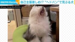 どうした!? 長い毛を振り乱し“ヘドバン”する犬 突然荒ぶりはじめた行動に飼い主「お風呂が嫌だったんだな」