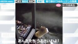 庭で“謎の生物”がケンカで植物が荒らされるも 楽しげに観戦する撮影者の声にネット民大爆笑「人んちの多肉www」