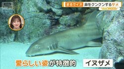 サメの常識が変わる？“怖い”だけじゃない驚きの生態