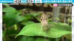 エビ愛が就職を決めた！？面接での一風変わったエピソードに「社長も仕方ないwww」「良い会社そう…！」と反響