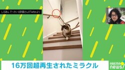 階段でボール遊びをする猫に“珍事” コントのような笑撃結末に「可愛すぎるんだけどー!」「最後のキョトン顔いいね!」