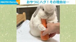 「これは私のモノ！」オヤツの人参をハグしたまま食べるうさぎに反響