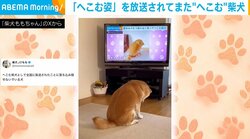 “へこむ姿”で全国デビューした柴犬→放送された自身の姿を見て“へこむ”様子が「無限ループしてほしい」「マトリョーシカみたい」と話題沸騰