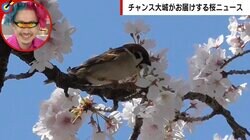 つけ根からまるごと落ちた花…「桜の花落とし」は“可愛い犯人”の仕業だった