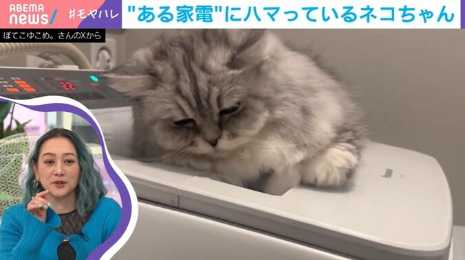 洗濯機の揺れを堪能するこゆきちゃん