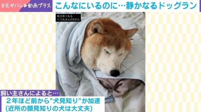 柴犬の茶々丸くん