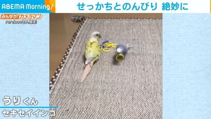 せっかちとのんびり、インコ2羽の“コンビプレイ”に「めちゃくちゃ頭いいな」と称賛の声 1枚目