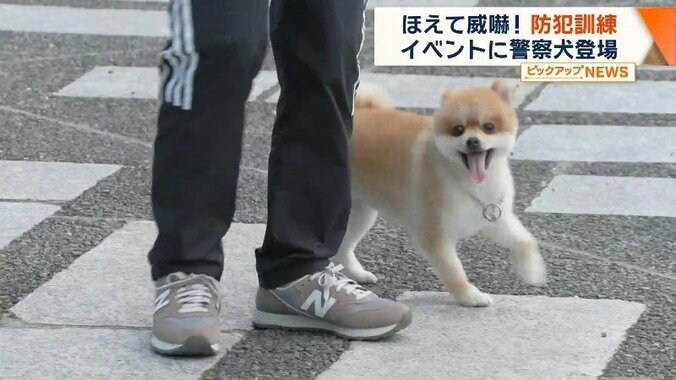 小型犬でも訓練をすることで防犯への動きが身に付く