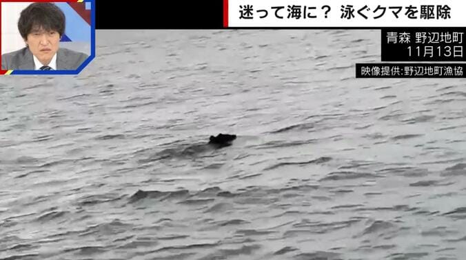 【写真・画像】「14年間巡り会えたことはない」クマが海上で“想定外の行動”…ハンターも驚愕「パニックになって飛び込んだのではないか」　1枚目