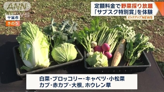 番組スタッフが収穫した野菜