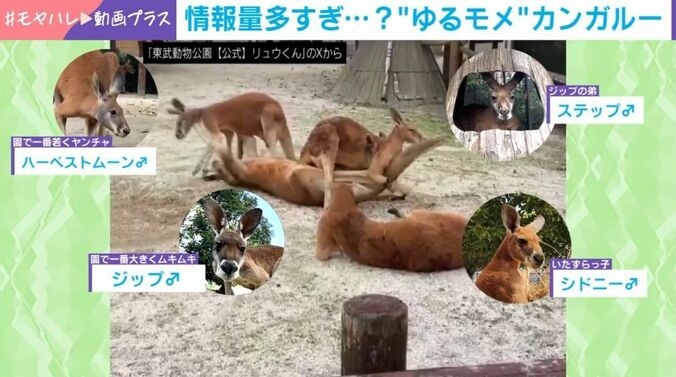 カンガルー