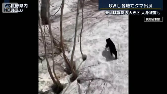 スキー場でクマ