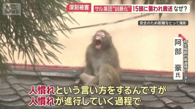 専門家は「縄張りの逆転」を指摘