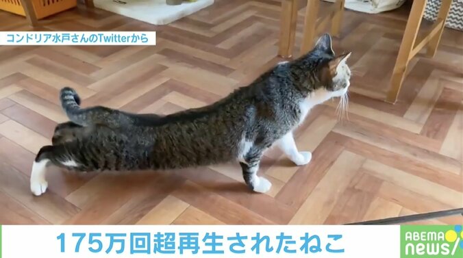 「胴体着陸だニャン」後ろ足をスライドさせて… 愛猫のくつろぐ瞬間に飼い主「アーティスティックすぎませんか」 1枚目