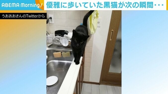 「ブレてるの笑っちゃう」「2枚目の『ズコー！』感」 黒猫の“即落ち2コマ”に反響 1枚目