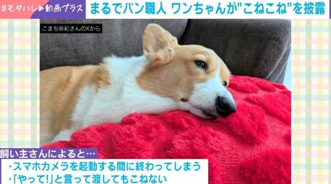 コーギーのこまちちゃん