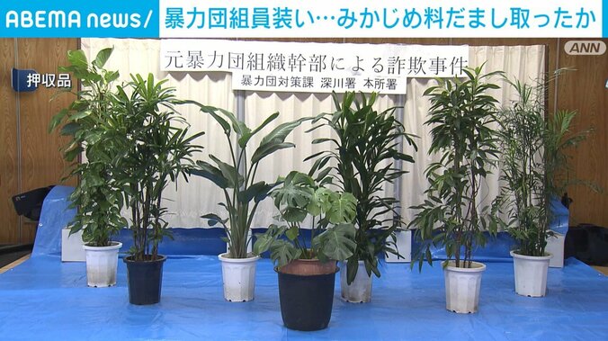 押収された植木