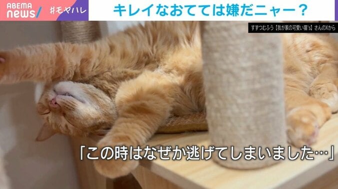 猫のすずくん