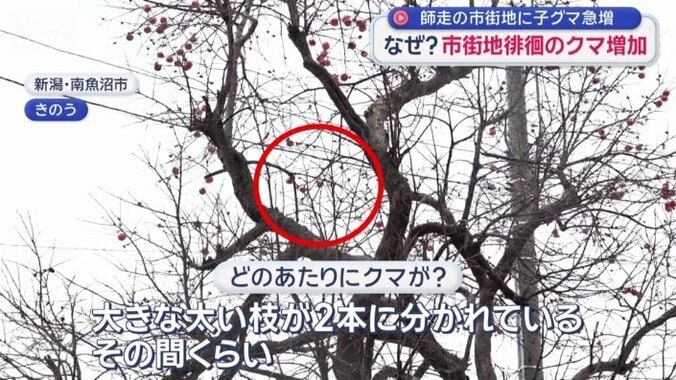 どの辺りにクマが？