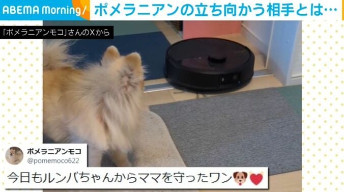 ポメラニアンのモコくん