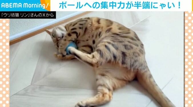 ベンガルのリンちゃん