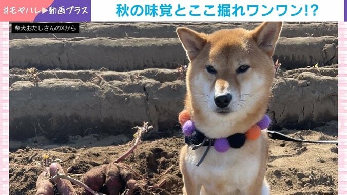 少し不機嫌なおだしくん