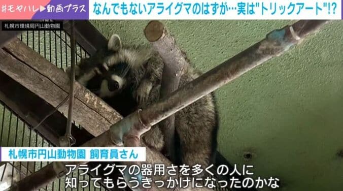 アライグマのチャロ