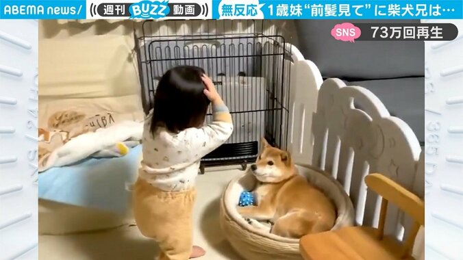 「前髪、パッツンだよ～」1歳妹の猛アピールに柴犬「……。」困惑ぶりが話題 1枚目