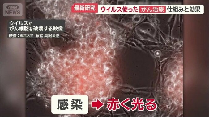 ウイルスはがん細胞に感染すると赤く光る