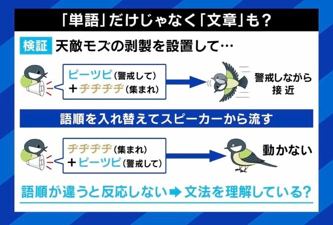 世界初「鳥の言葉を証明」 注目の研究者に聞く、動物たちは何をしゃべってる？ 「人間中心の先入観から脱却して世界を見直すべし」 5枚目