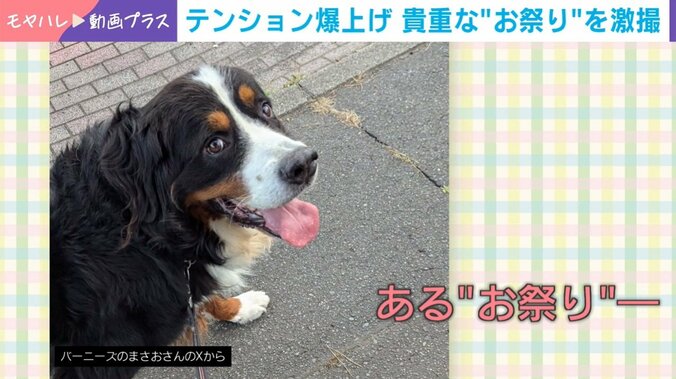 バーニーズマウンテンドッグのまさおくん（5歳）