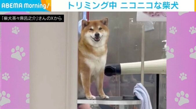 柴犬の茶々麻呂之介くん