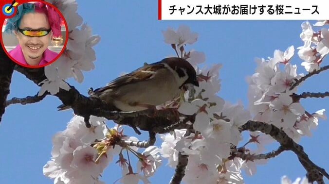 つけ根からまるごと落ちた花…「桜の花落とし」は“可愛い犯人”の仕業だった 1枚目