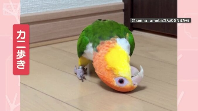 別の日は…カニ歩きも！