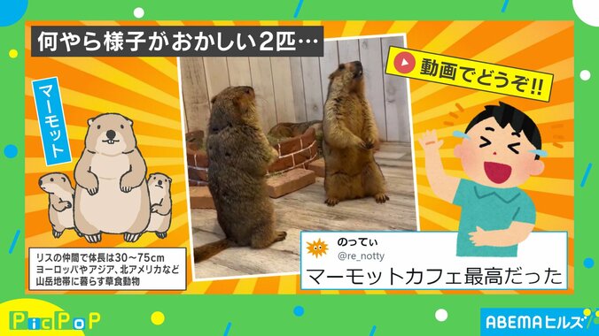 2匹のマーモット