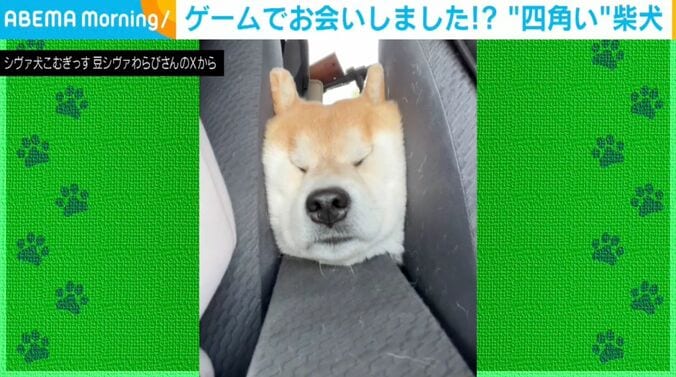 柴犬「こむぎ」くん
