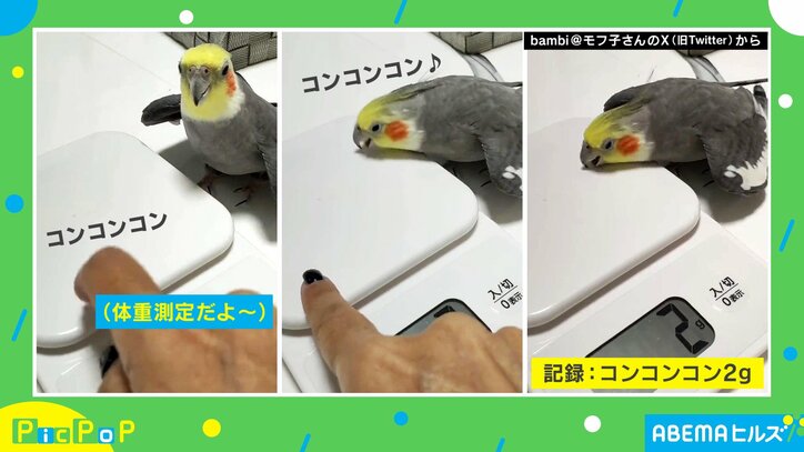 お利口すぎて上手く測れない… 体重測定に挑戦するインコの愛らしい姿が話題に「思わず笑っちゃう」「オウムじゃないけどオウム返し」