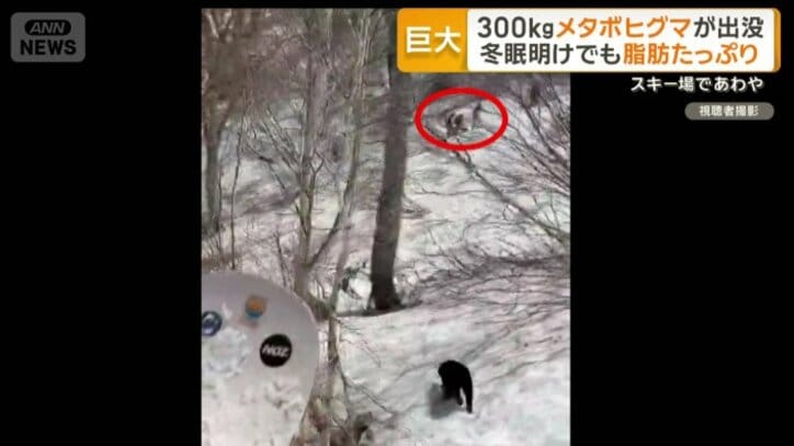 長野県内のスキー場に現れたクマ