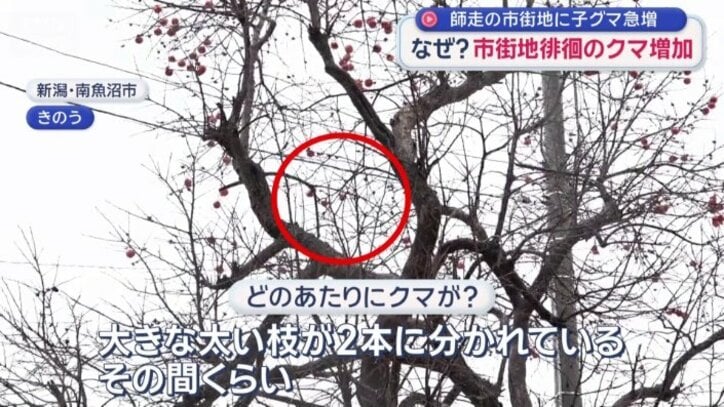 どの辺りにクマが？