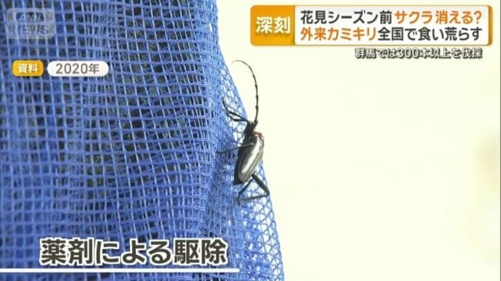 群馬県はこれまで薬剤による駆除に補助