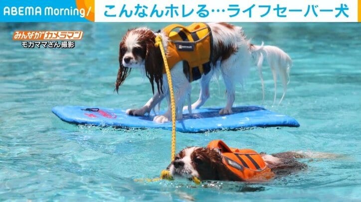 “犬命救助”をするため犬がプールにダイブ！ 迷わず飛び込む姿に「イケメン」「惚れる」と悶絶の声