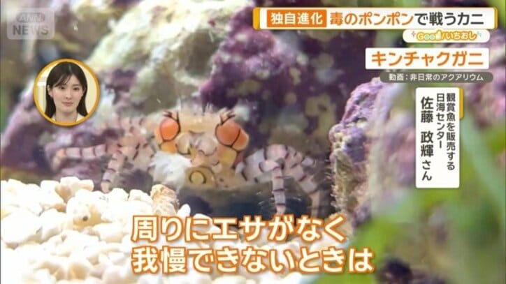 脚を「非常食にしてしまうことも」