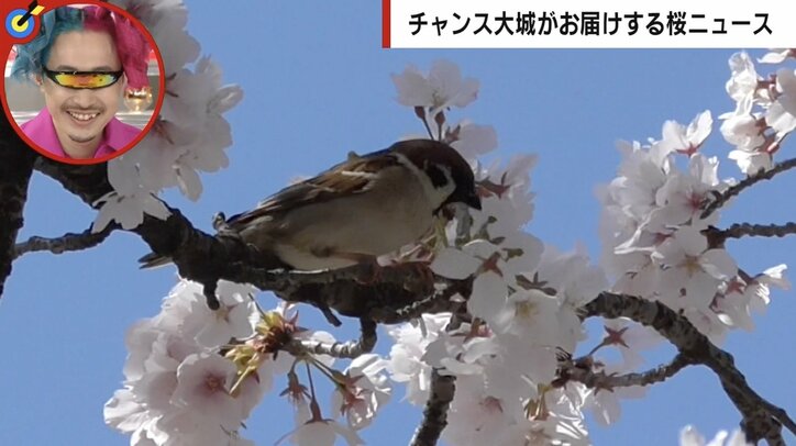 つけ根からまるごと落ちた花…「桜の花落とし」は“可愛い犯人”の仕業だった