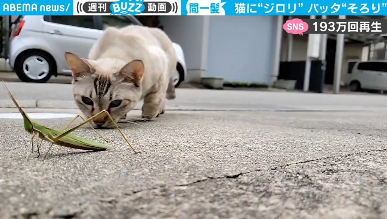 そろ～り、そろり…」猫にロックオンされたバッタ “絶体絶命”が一転 