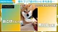 パワフル1歳児と寝たフリ柴犬のコンビが4年後…「ほぼ無視（笑）」相変わらずの“塩対応”でかわす現在の姿が話題に
