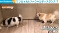 コロナ禍前から“ソーシャルディスタンス”をしていた犬？ 臆病者な弟を気遣う兄の優しさにほっこり