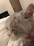 「うむ、尊い…」指原莉乃のもふもふ飼い猫に大物女優たちからも“いいね”