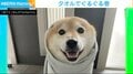 柴犬が“ぐるぐる巻き”されるもにっこり 愛らしい表情に癒される人続出「たまらなく可愛い」