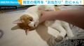 飼い主の手をグイッと引っぱり…“撫でる場所”を指定する猫に「要求のレベルが天才!」「後ろ足まで使うの可愛過ぎw」と絶賛の嵐